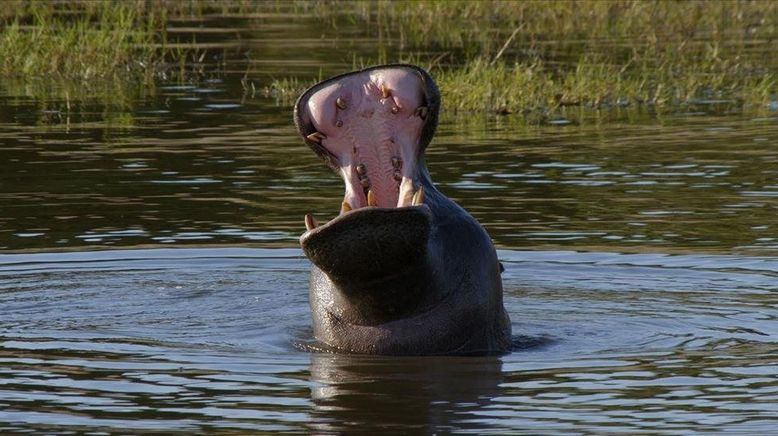 Wasserwelt Afrika