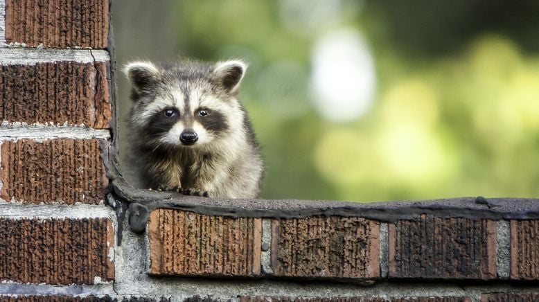 Animal Mysteries - Unglaubliches Tierverhalten