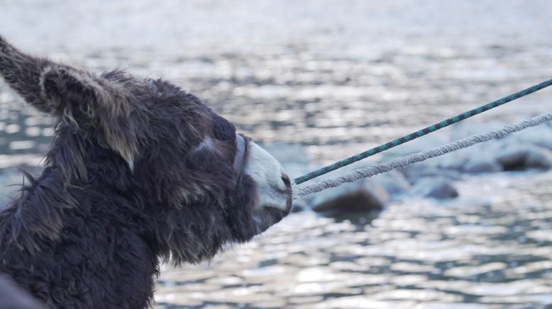 Wild Idaho - Die Aussteiger vom Salmon River