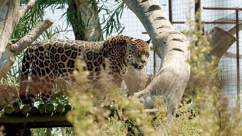 Argentinien: Der Jaguar ist zurück