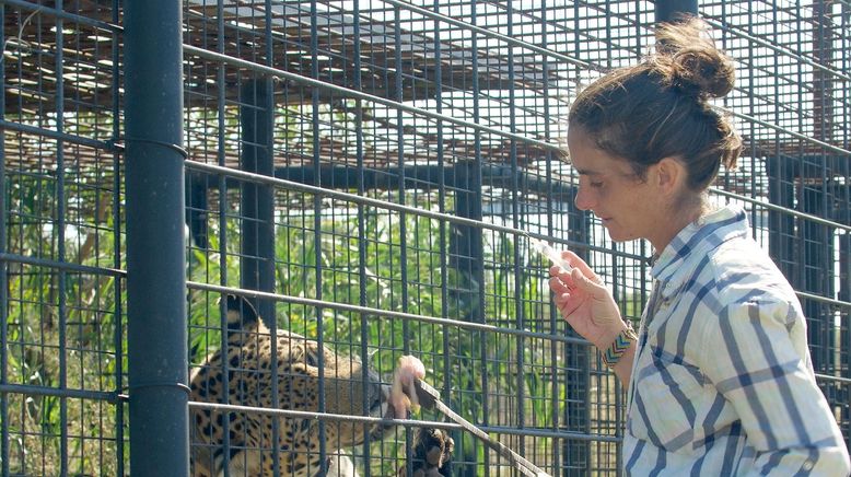 Argentinien: Der Jaguar ist zurück