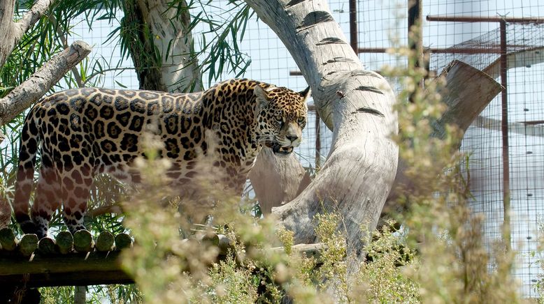 Argentinien: Der Jaguar ist zurück