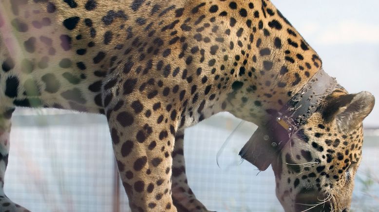 Argentinien: Der Jaguar ist zurück