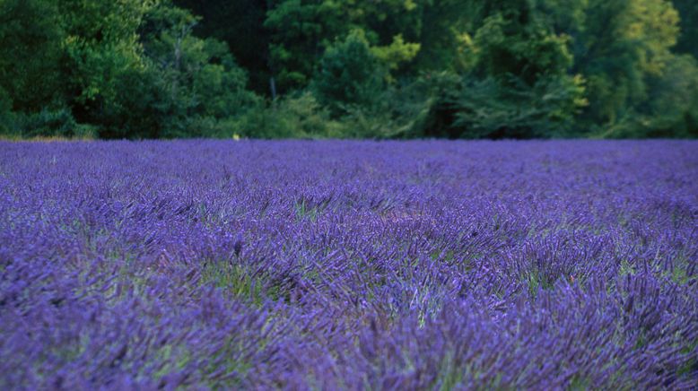 Die Provence - Frankreichs leuchtender Süden