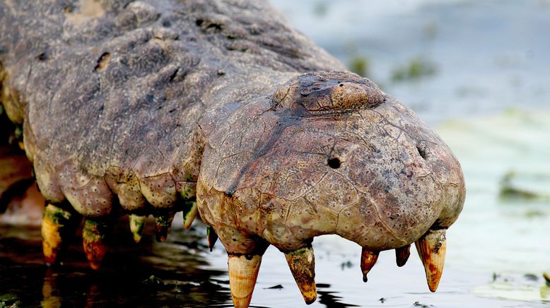 Australiens Riesen-Krokodile