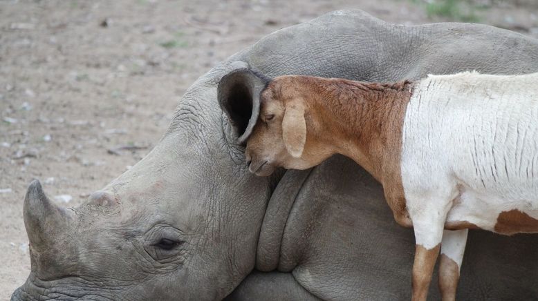 Tierische Freundschaften