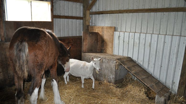 Tierische Freundschaften