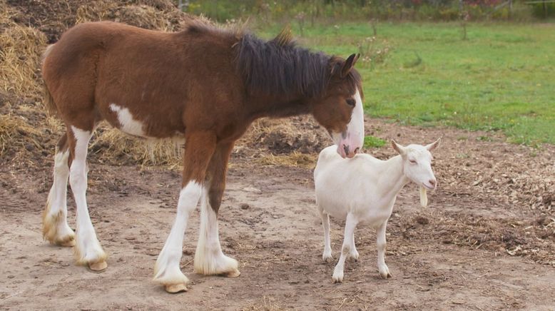 Tierische Freundschaften