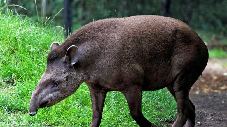 Südamerikas tierische Freaks