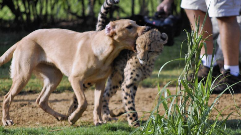 Tierische Freundschaften