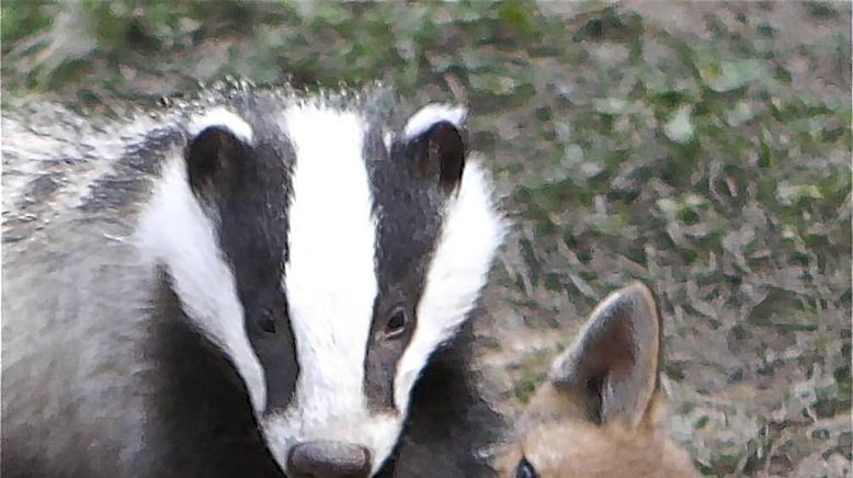 Tierische Freundschaften