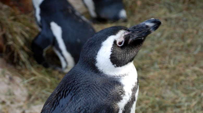 Eisbär, Affe & Co.