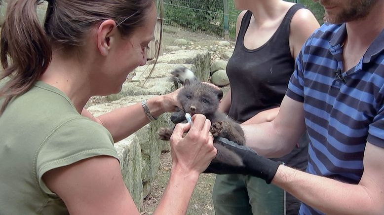 Frau Doktor und die wilden Tiere