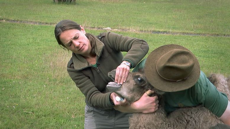 Frau Doktor und die wilden Tiere