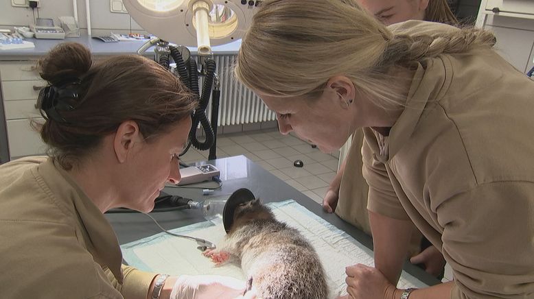 Frau Doktor und die wilden Tiere