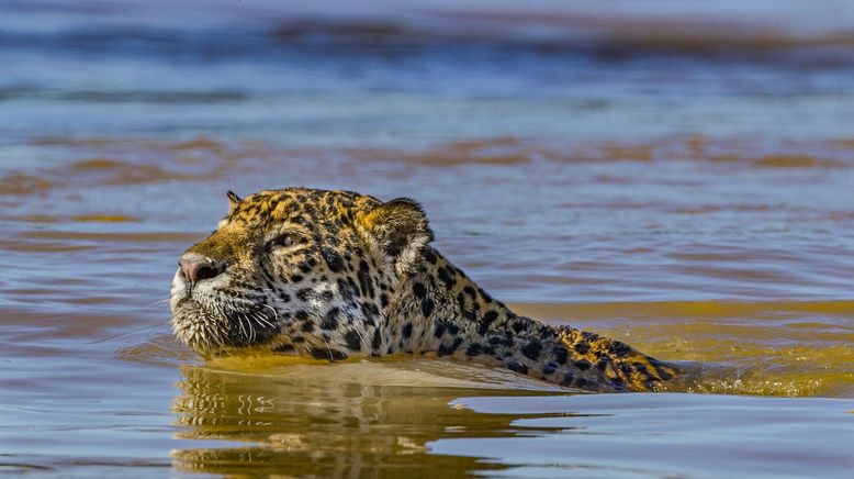 Jaguar vs. Krokodil