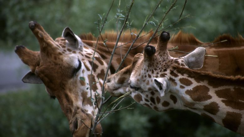 Tierisch abgefahren