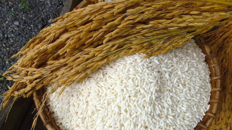 Reis - ein Korn ernährt die Welt
