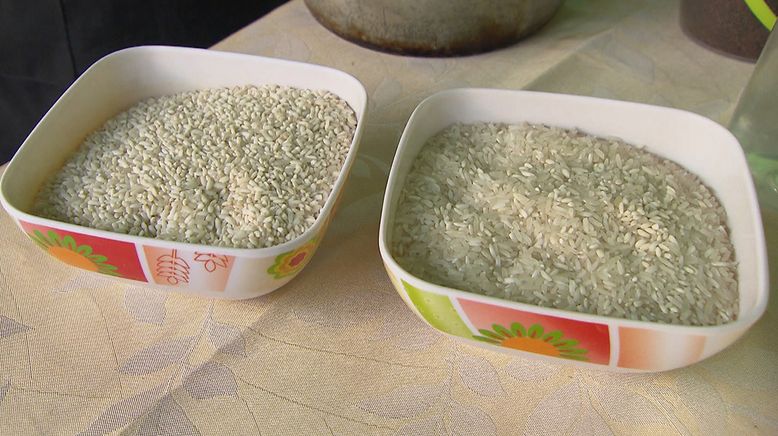 Reis - ein Korn ernährt die Welt