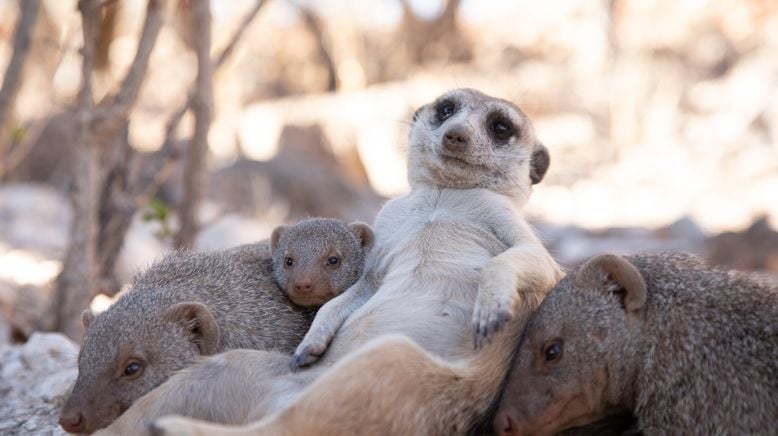 Fantastische Tierfreundschaften