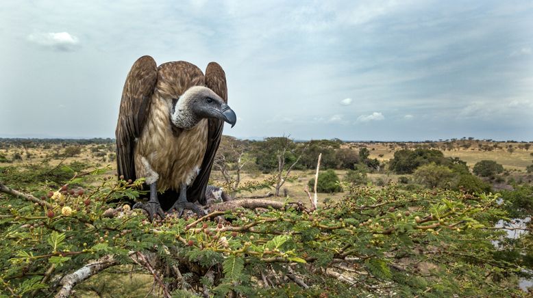 Serengeti