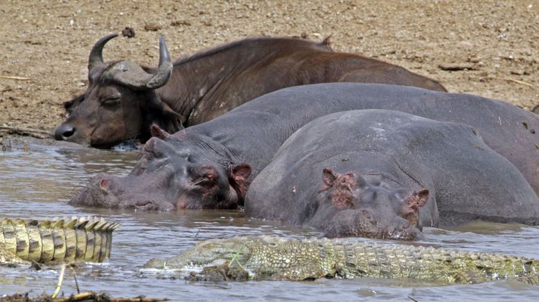 Anna und die wilden Tiere