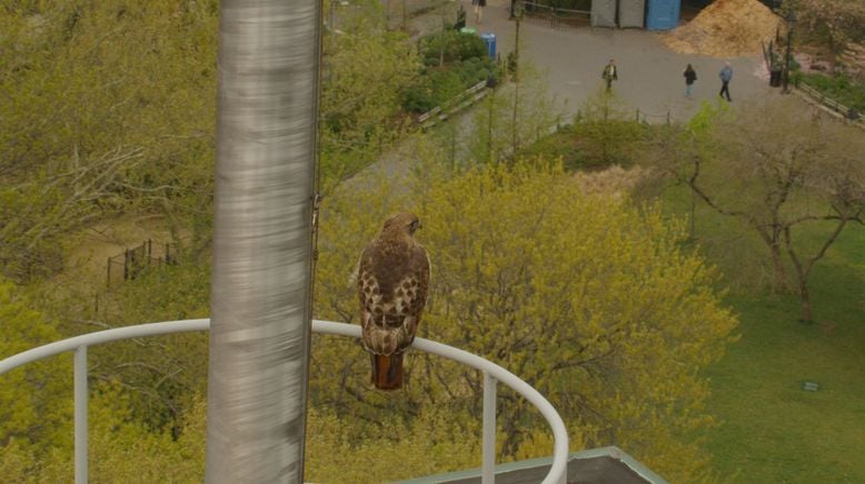 Urban Jungle: Wildnis Großstadt