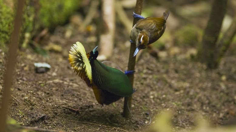 Die Farben der Tierwelt