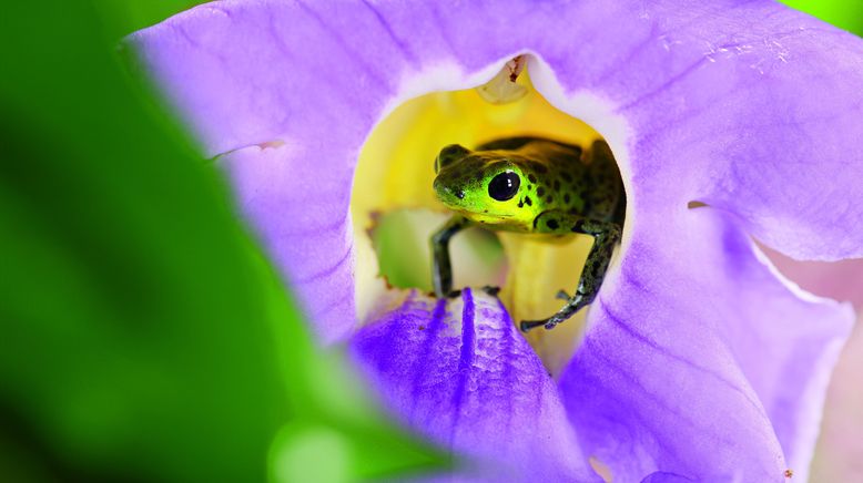 Die Farben der Tierwelt