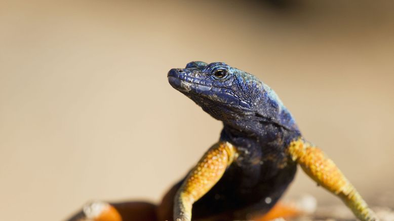 Die Farben der Tierwelt