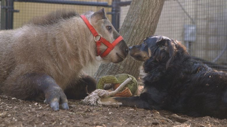 Tierische Freundschaften