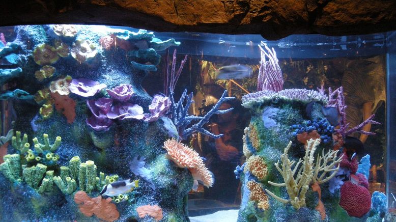 Fish Tank Kings - Gigantische Wasserwelten