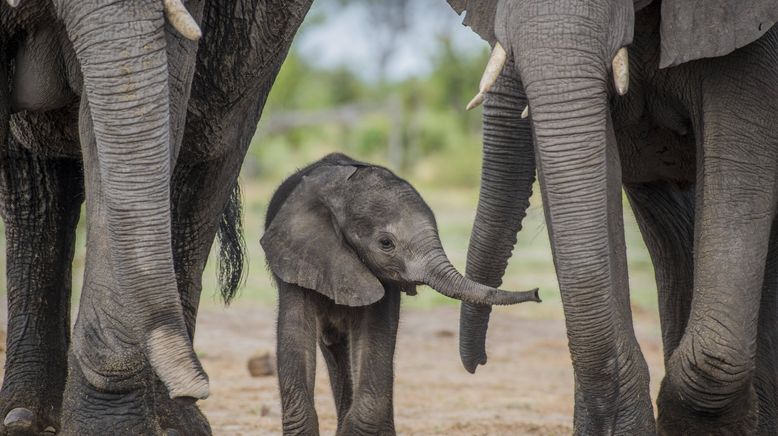 Tierbabys in Afrika