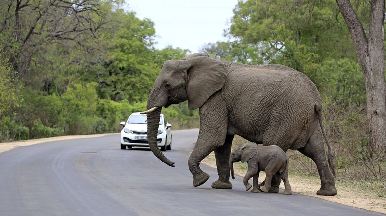 Tierbabys in Afrika