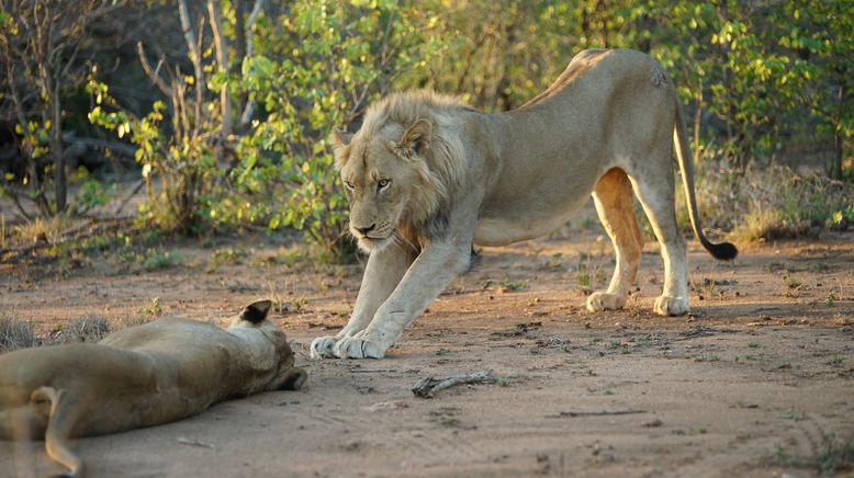 Geheime Sprache der Tiere