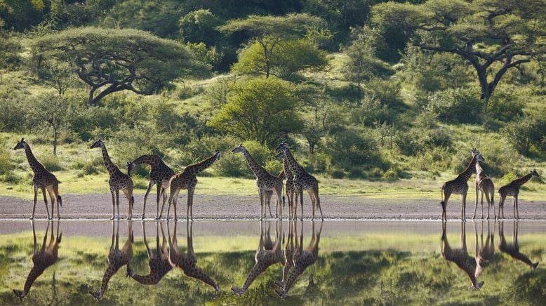 Serengeti - 1. Der große Aufbruch