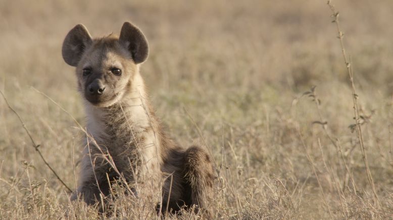 Tierbabys in Afrika