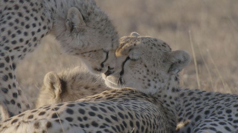 Tierbabys in Afrika