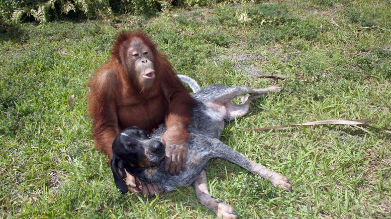 Tierische Freundschaften