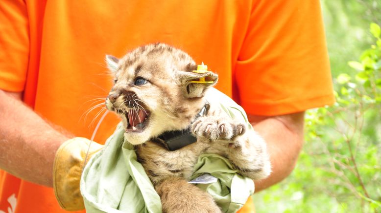 Das Leben des Puma