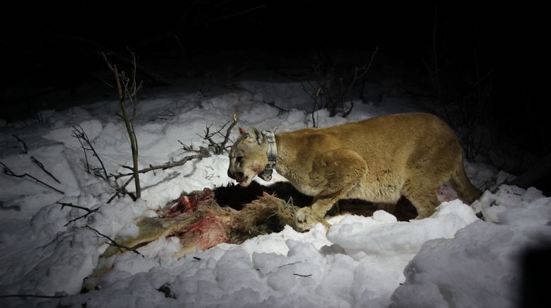 Das Leben des Puma