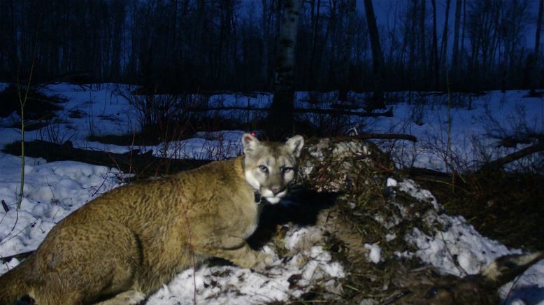 Das Leben des Puma