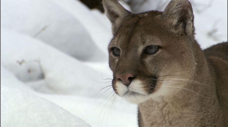 Das Leben des Puma