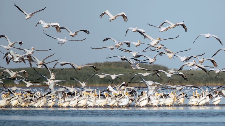 Pelikane, die Könige des Donaudeltas