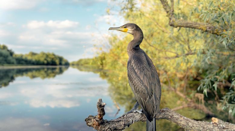 Pelikane, die Könige des Donaudeltas