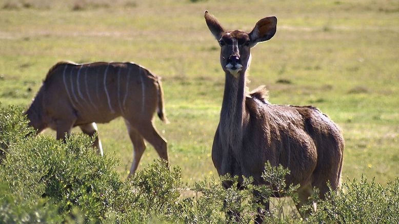 Am Kap der wilden Tiere