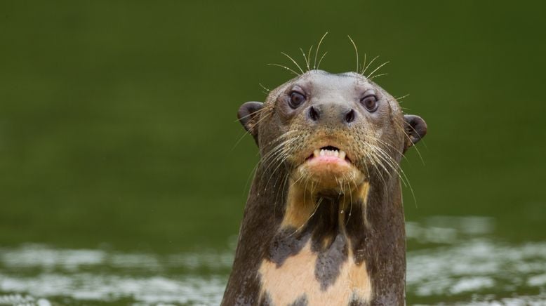 Faszination Otter