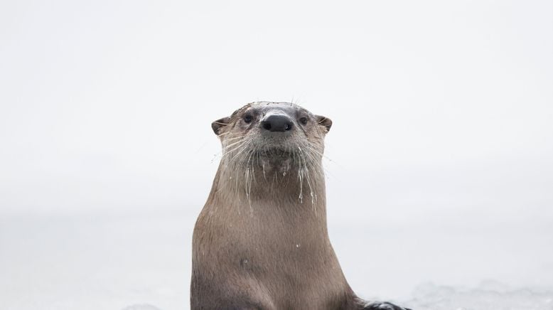 Faszination Otter