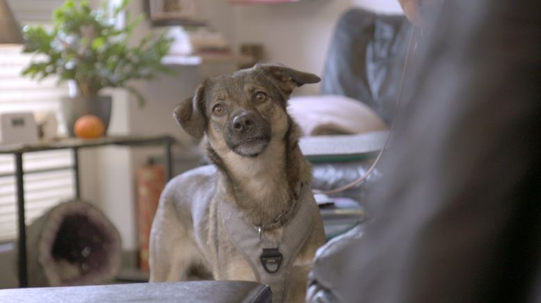 Hunde spüren den Stress der Halter