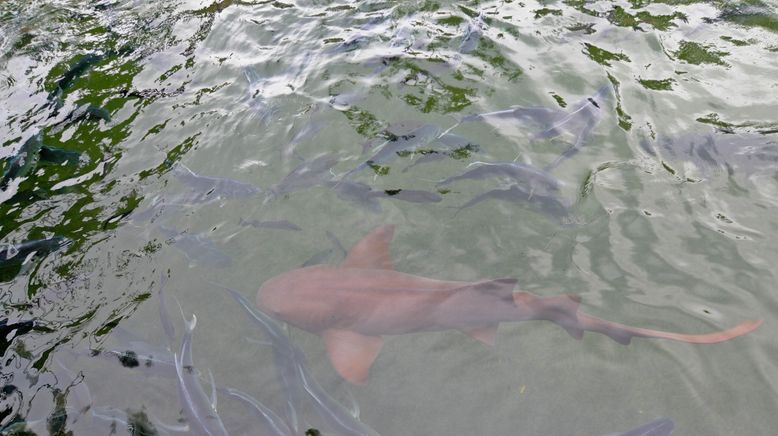 Fish Tank Kings - Gigantische Wasserwelten